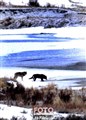 Yellowstone wolves JF.jpg