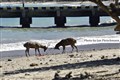 6460 deer on Komodo beach jf _00001.jpg