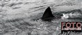 0925 White shark in rain JF.jpg