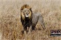 0584 lion male jf.jpg
