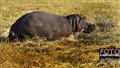 2129 hippo okavango JF.jpg