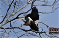 2929 fish eagles fight okavango J.jpg