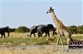 3152 giraffe, impala, elephants Savuti JF.jpg