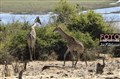 5040 giraffes in Chobe JF.jpg