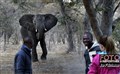 5949 elephant attack in camp Chobe JF.jpg