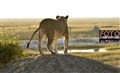 6669 lion sunrise Chobe jF.jpg