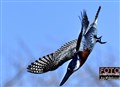6885 kingfisher flying chobe river jf.jpg