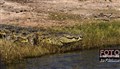 7037 crocodile Chobe river JF.jpg