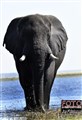 7251 elephant chobe river jf.jpg