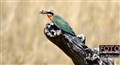 8904 bee eater catched a bee JF.jpg