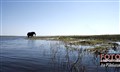 ny 0014 elephant at Chobe river fr boat JF.jpg
