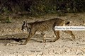 0530 Iberian lynx father JF_732.JPG