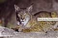 1425 iberian lynx father fr hide JF.jpg