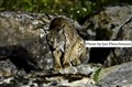 Iberian_lynx_father_searching rabbit_Jan Fleischmann.jpg