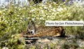 Iberian lynx lynx pardinus Jan Fleischmann-2.jpg