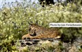 Iberian lynx lynx pardinus Jan Fleischmann -1.jpg