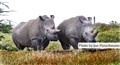 4335 Left Najin right Fatu NW rhinos JF.jpg