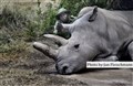 4900 Fatu last Northern white rhinos JF.jpg
