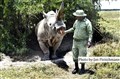 5023 Najin NW rhino JF.jpg