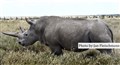 5133 Najin NW rhino JF.jpg