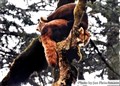 2-5851 red panda Nepal JF.jpg