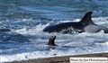 4124 orca attack JF.jpg