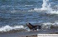 4151 orca attack JF.jpg