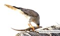 3628 eagle w a lizard JF.jpg