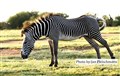 5680 Grevys zebra JF.jpg
