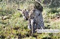 5828 leopard mother w cub JF.jpg