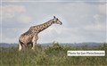 6492 massajgiraff Amboseli JF.jpg