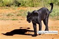 Jan -Fleischmann 5166 black leopard Kenya JF.jpg