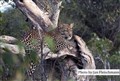 5448 female leopard cub JF.jpg