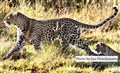 5888 Nyoasha and cub Laikipia JF.jpg