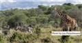 5930 zebras, giraffes Laikipia JF.jpg