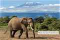 6216 elephant Amboseli  JF.jpg