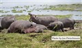 6424 hippos Amboseli JF.jpg
