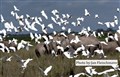 9239 elefanter o kohägrar Amboseli JF.jpg