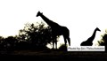 Jan-Fleischmann- 5663 giraffes Laikipia Kenya sunrise JF.jpg