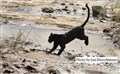 Jan-Fleischmann 2355 black leopard  Kenya JF.jpg