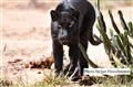 Jan-Fleischmann 8705 Black leopard Kenya JF.jpg