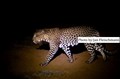Jan- Fleischmann- 2872 leopard male Laikipia JF.jpg