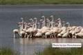 flamingos Amboseli JF.jpg