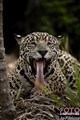 3885 jaguar female .jpg