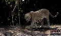 4005 jaguar female .jpg