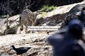 4058 jaguar jagar bort gamar JF.jpg