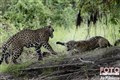 4516 jaguars fazem amor JF.jpg