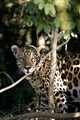 8749 jaguar Pantanal_JF.jpg