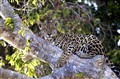 8940 jaguar Pantanal_JF.jpg