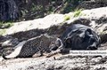 LR-3715 ´jaguar äter buffel JF.jpg